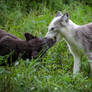 Arctic Foxes Greeting