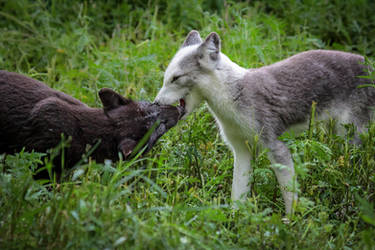 Arctic Foxes Greeting