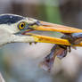 Great Blue Heron Fishing