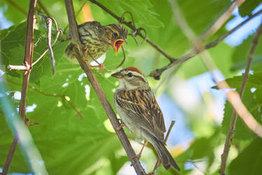 Hungry Chipping Sparrow