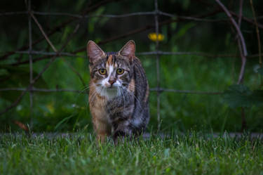 Outdoor Cat