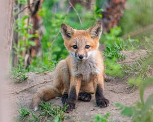 Fox Cub