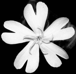 Five White Petals