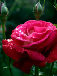 Red rose rain drops photography