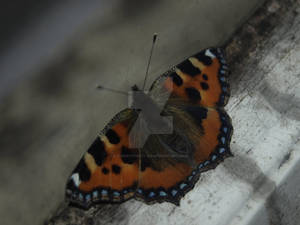 Butterfly close up photography