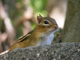 chipmunk