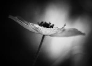 Poppy BW by LucAnthonyRossiter