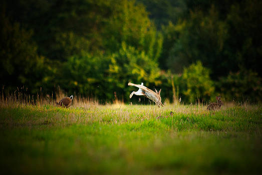 Kung Fu Rabbit