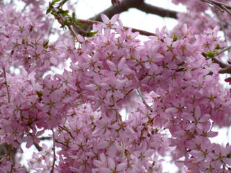 Weeping cherry blossoms