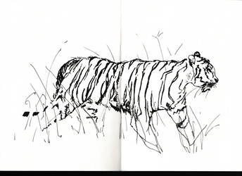 Tiger in the long grass