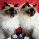 I love Birmans by Kokako