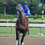 race horse in post parade