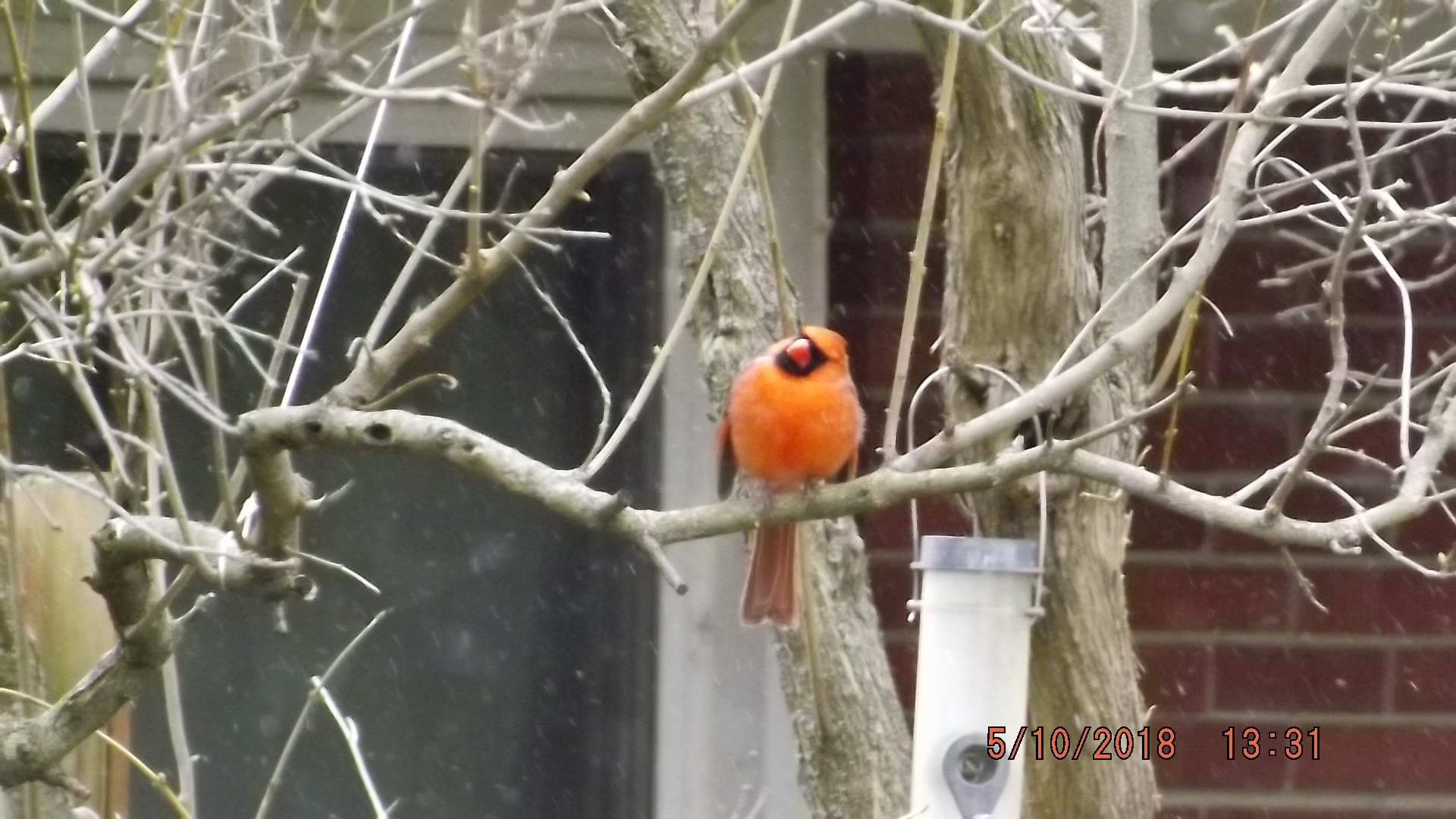 Happy Cardinal A Happy Cardinal by nata1414 on DeviantArt