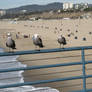 Chillin' at the beach