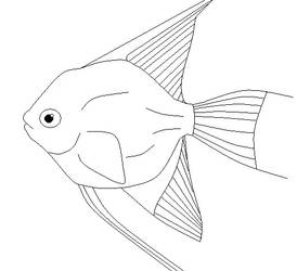 Male Angelfish
