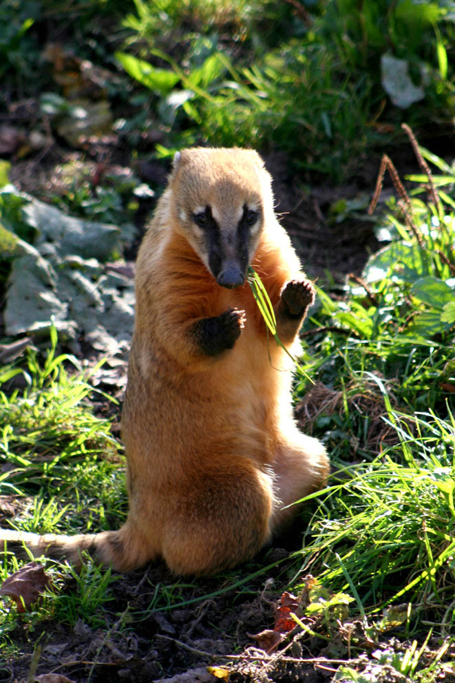 Animal Photography - Coati