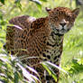 Animal Photography - Jaguar