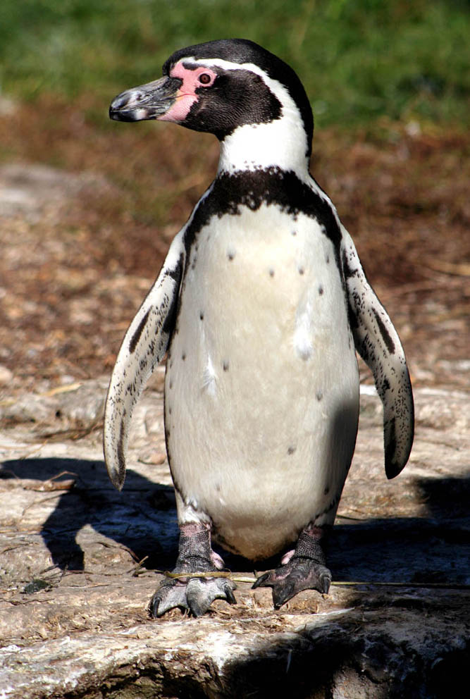 Animal Photography - Penguin