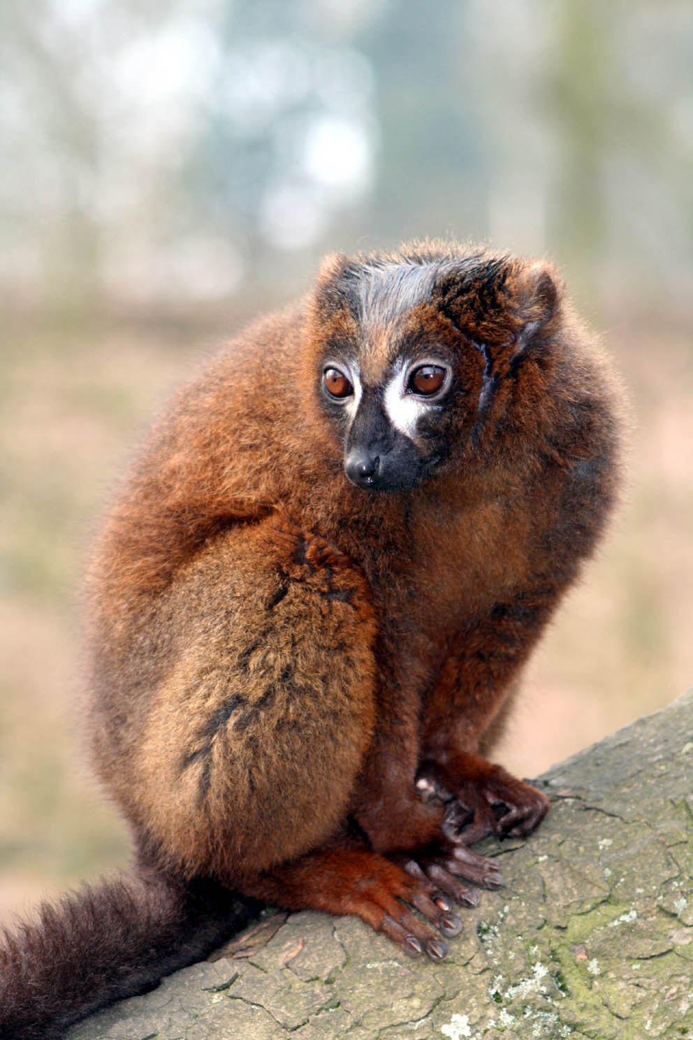 Brown Lemur