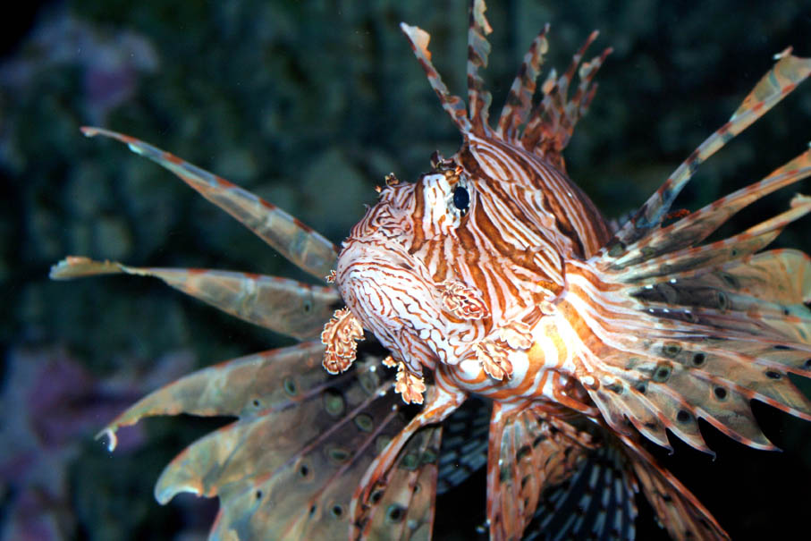 Lion Fish