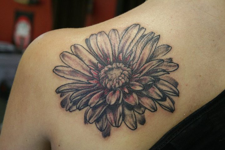 Gerber daisy