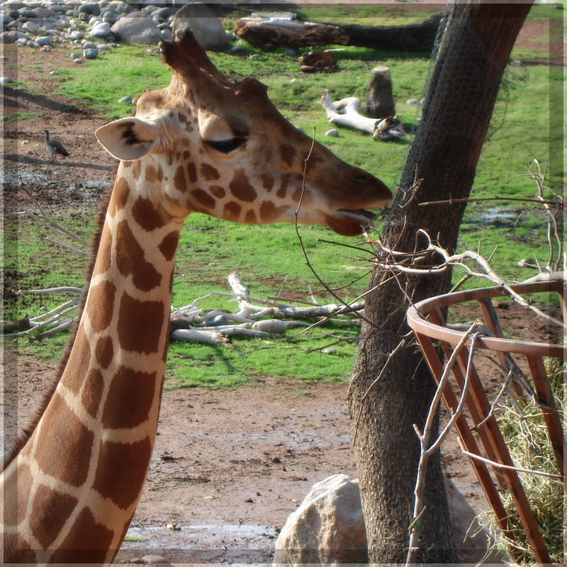 Phoenix Zoo, Giraffe