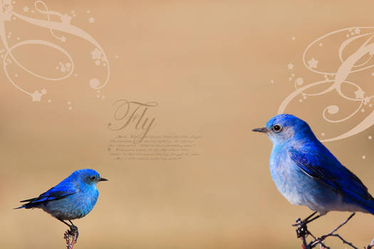 Bird Wallpaper II