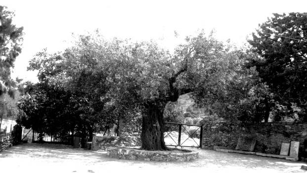 olive tree in Nea Makri, Athens