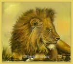 Study of a Lion - painting by Lynne-Abley-Burton