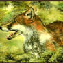 RED FOX - OILS