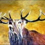 Red Stag - oils