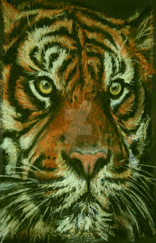 Panthera Tigris - pastel