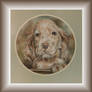 Spaniel puppy - pastel