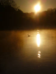 Morning Swim