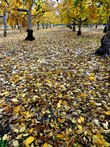 Autumn Wonderland