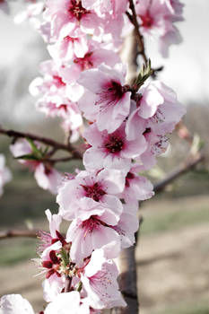 Peach Blossom Spring