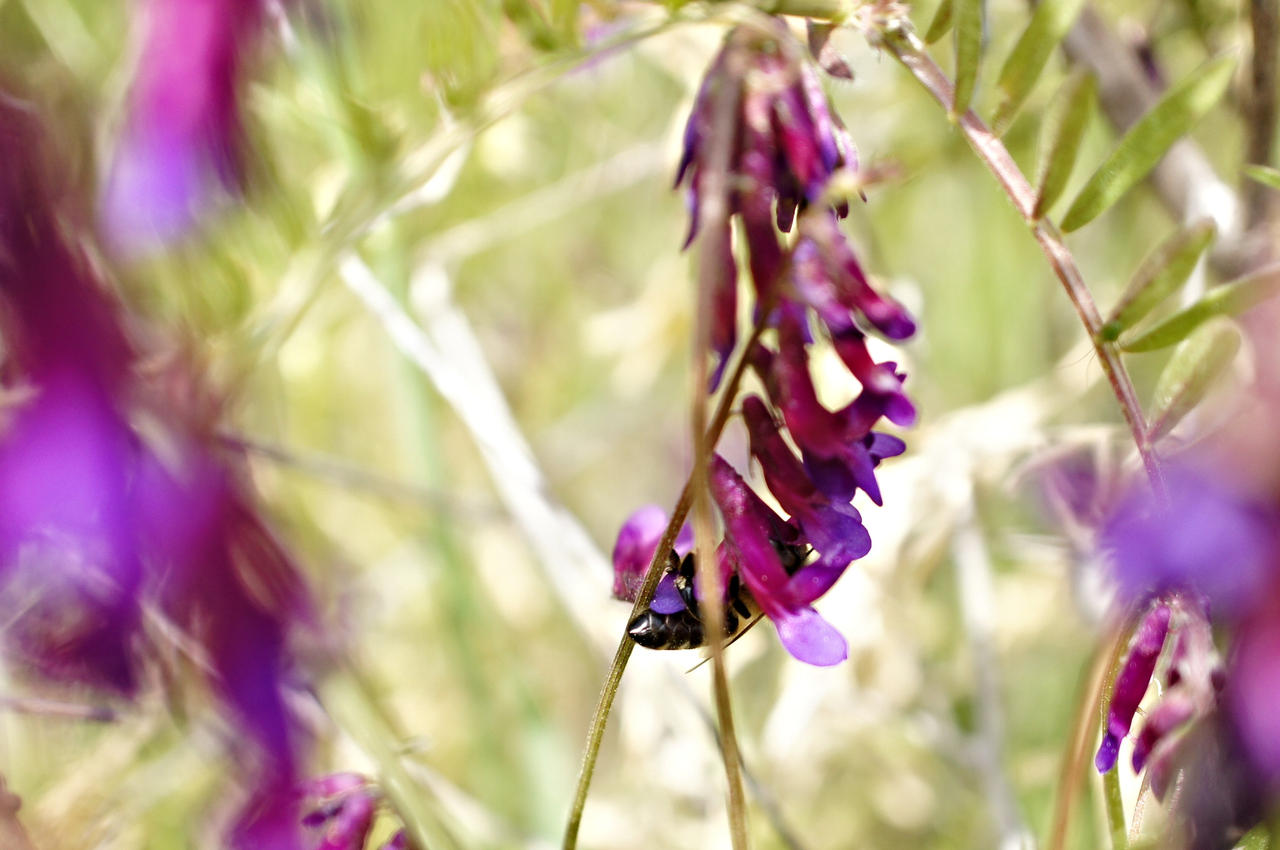 Blissful Bee In Spring