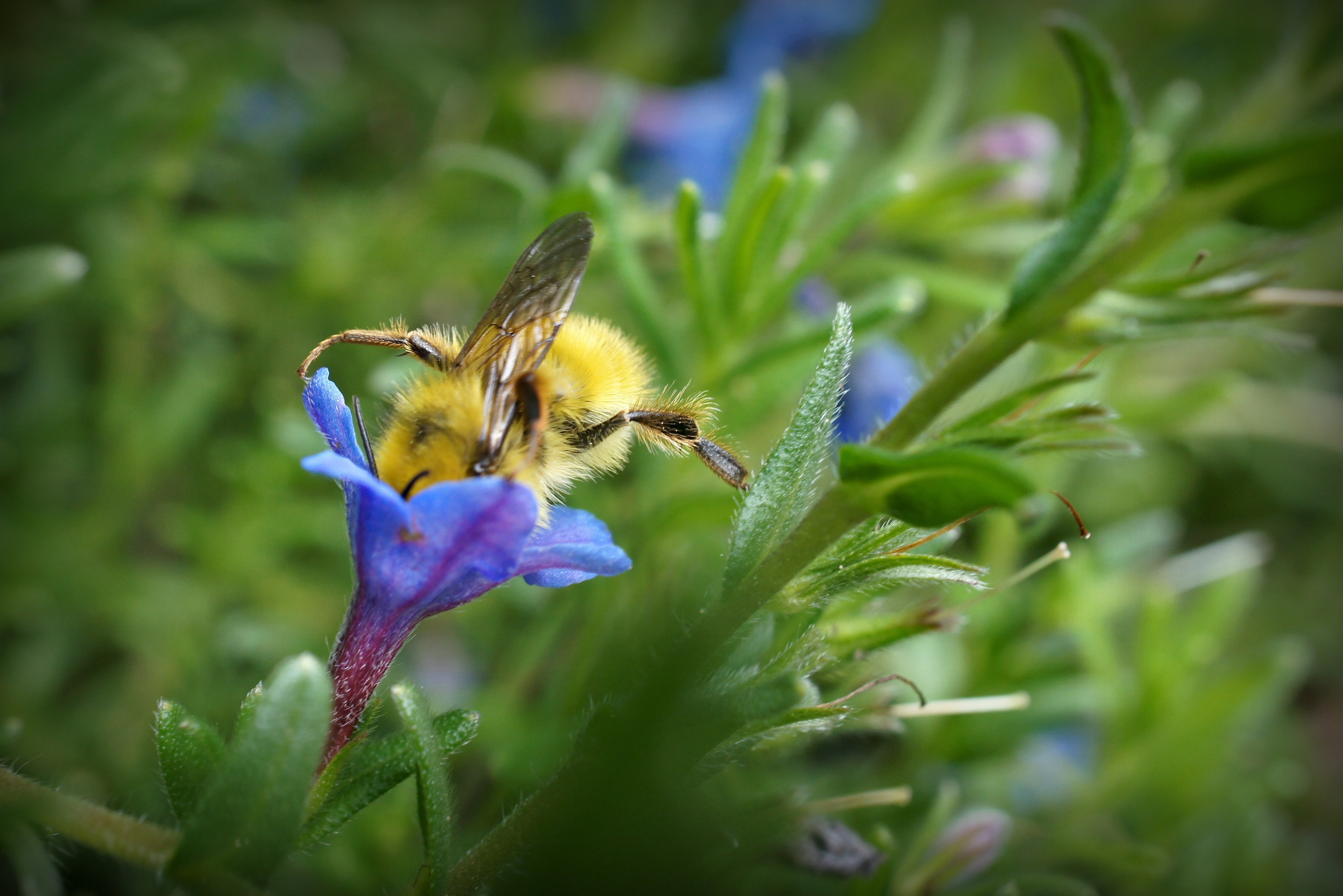 Adorable Bee ll