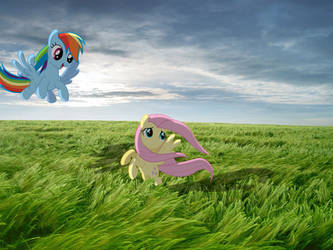 Hurricane Ponies