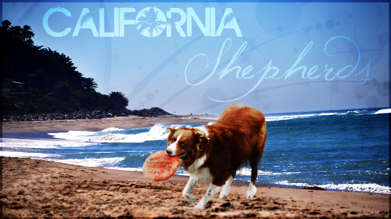 Cali Shepherds