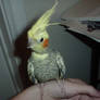 Trumpet the cockatiel