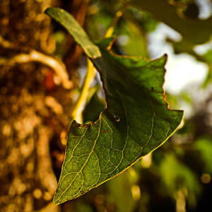 Leaf 04 close macro