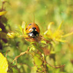 Ladybug by AlenYouri