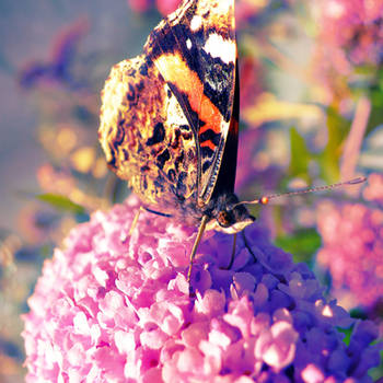 Butterfly by AlenYouri