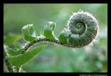 Furled Fern