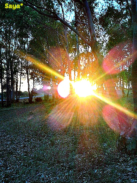 Luces del bosque.