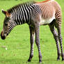 Baby zebra stk.