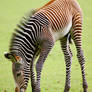 Baby zebra grazing.