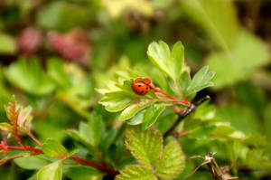 ladybird on plant 4