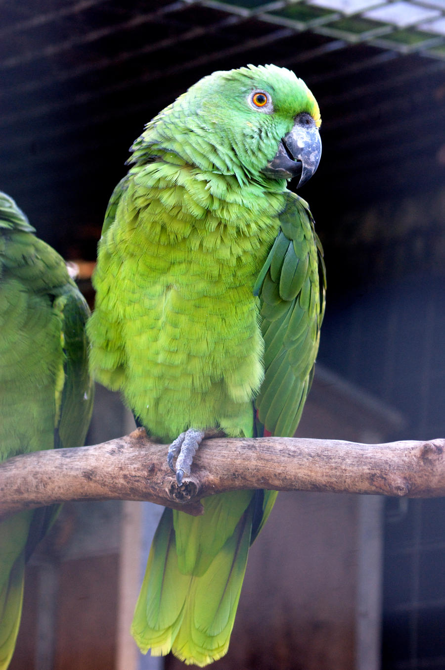 green parrot